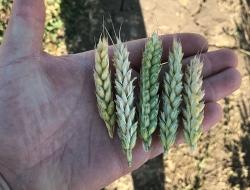 Результаты испытаний удобрений по гороху и пшенице
